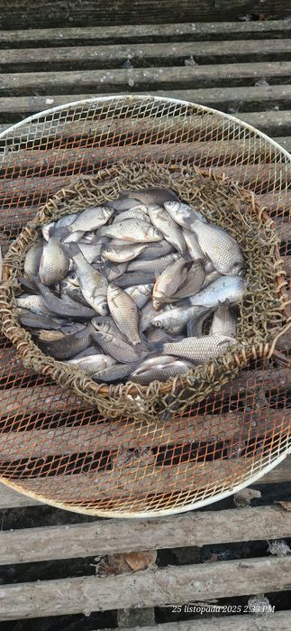 Karaś żywiec karaś