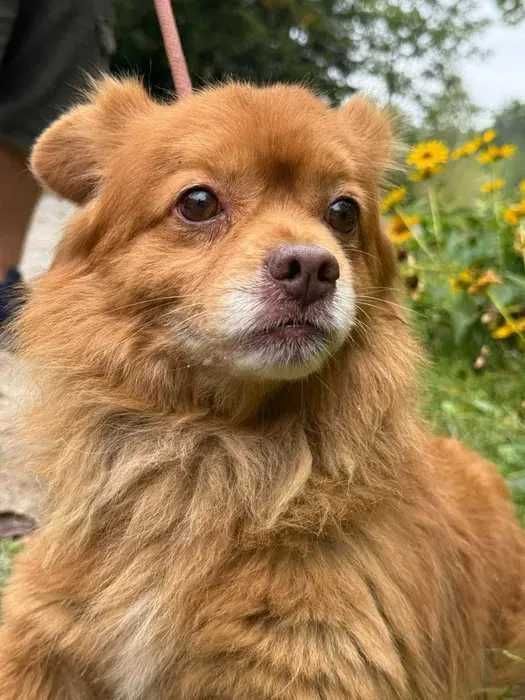 Kołtunek- długowłosy psiak do adopcji i pokochania