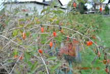 krzewy jagody goji