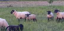 Owce Suffolk sprzedam
