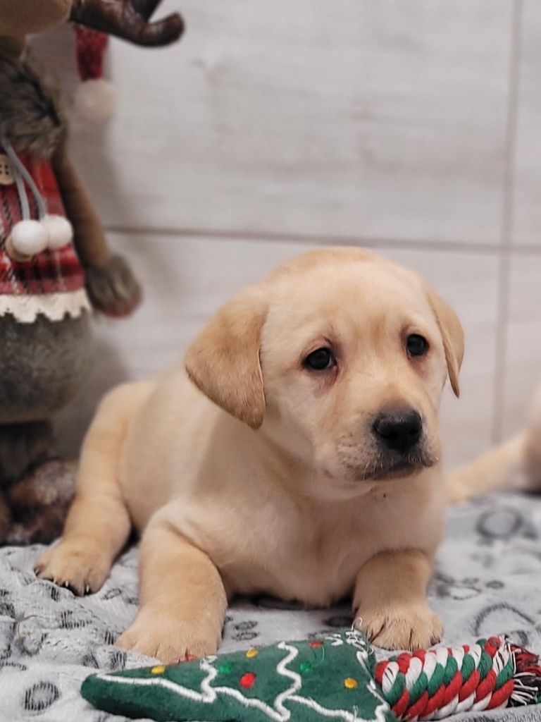 Labrador Retriever gotowe do odbioru