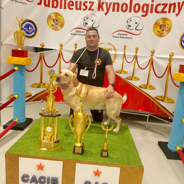 Przepiękny szczeniak labrador po rodzicach wystawowych