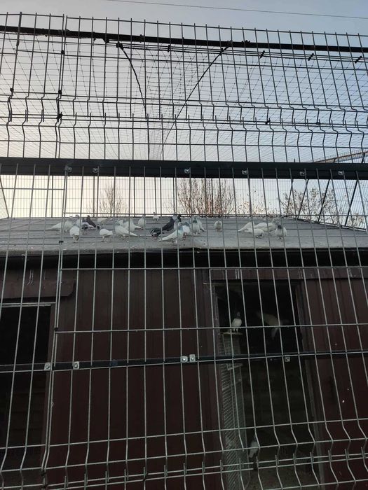 Sprzedam gołębie budapeszty