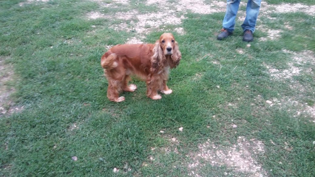 Cocker spaniel angielski Piesek