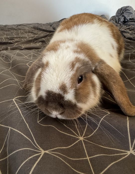 Oddam za darmo królika mini lop