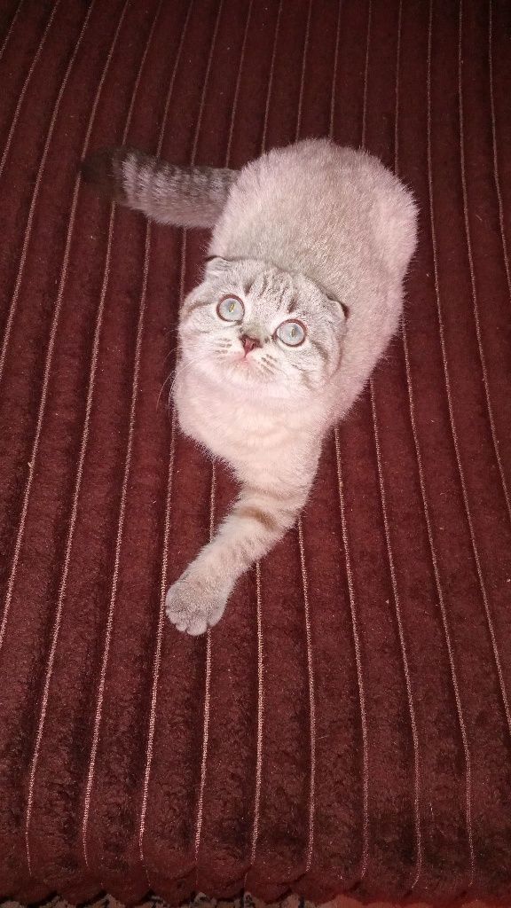 Котёнок scottish fold