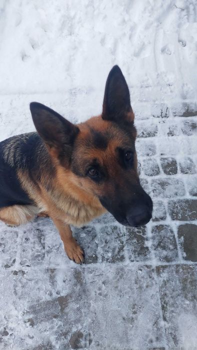 Zaginęła!! Owczarek niemiecki, suczka, 7 lat, drobnej budowy