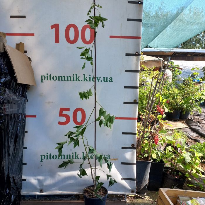 Продам Глицинию (Вистерия) 3 лет, в контейнере распродажа