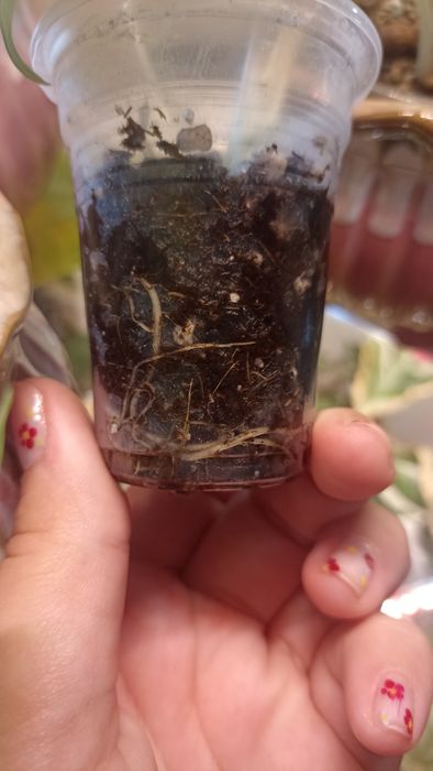 Alocasia Macrorrhiza Splash