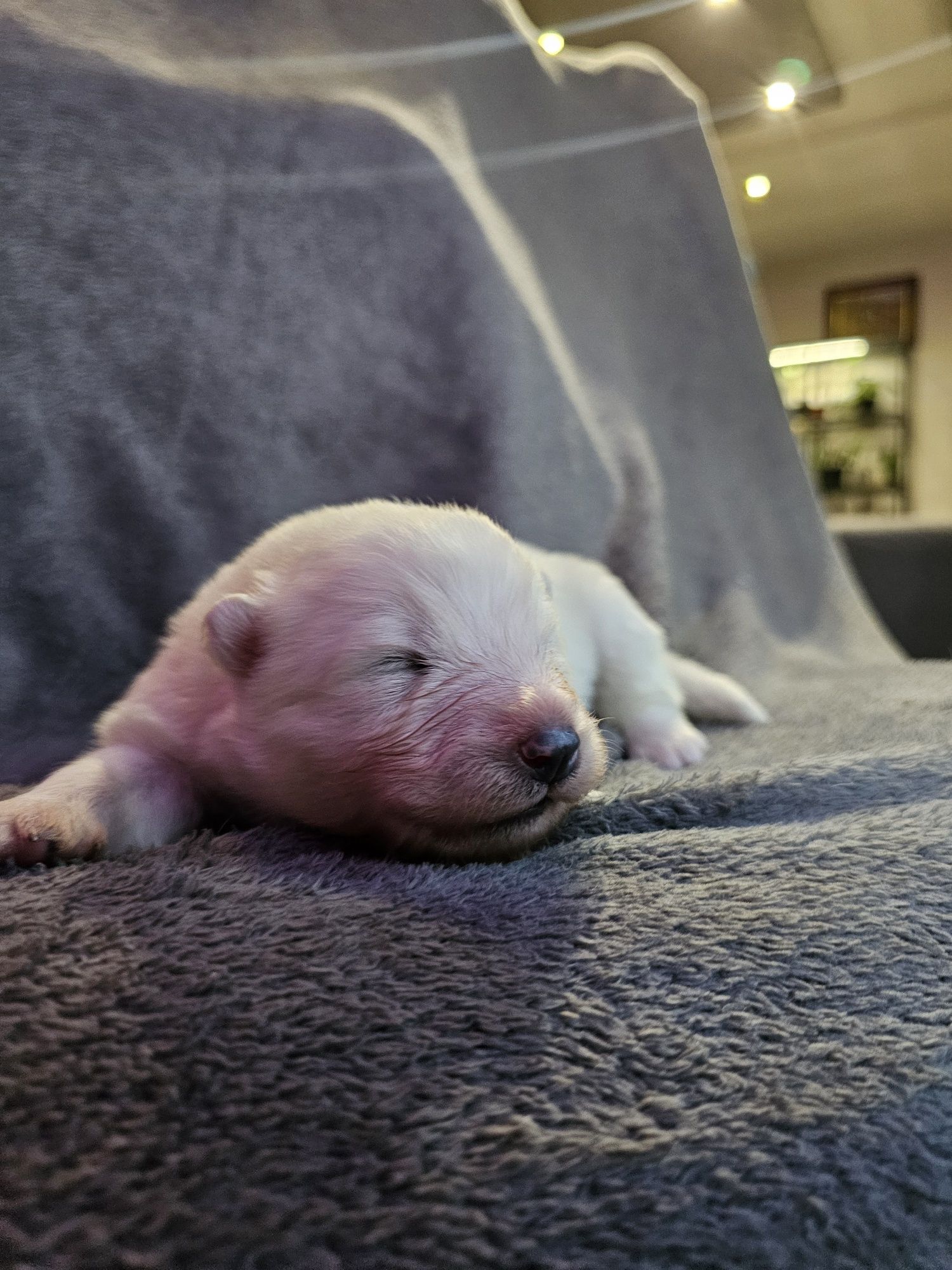 Samoyed Zkwp/ FCI - ostatni chłopak