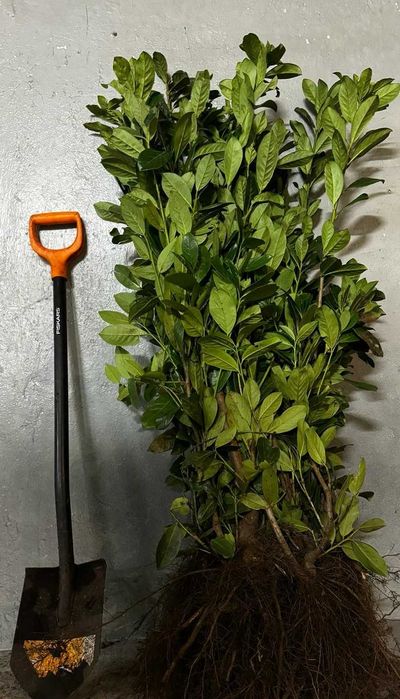 Laurowiśnia Novita sadzonki na żywopłot 100-130cm 3krotnie cięte