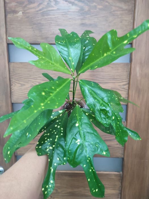 Продам домашні Кротони