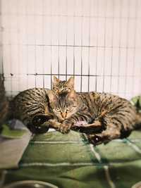 Kotki Śliwka, Morela i Pigwa do adopcji