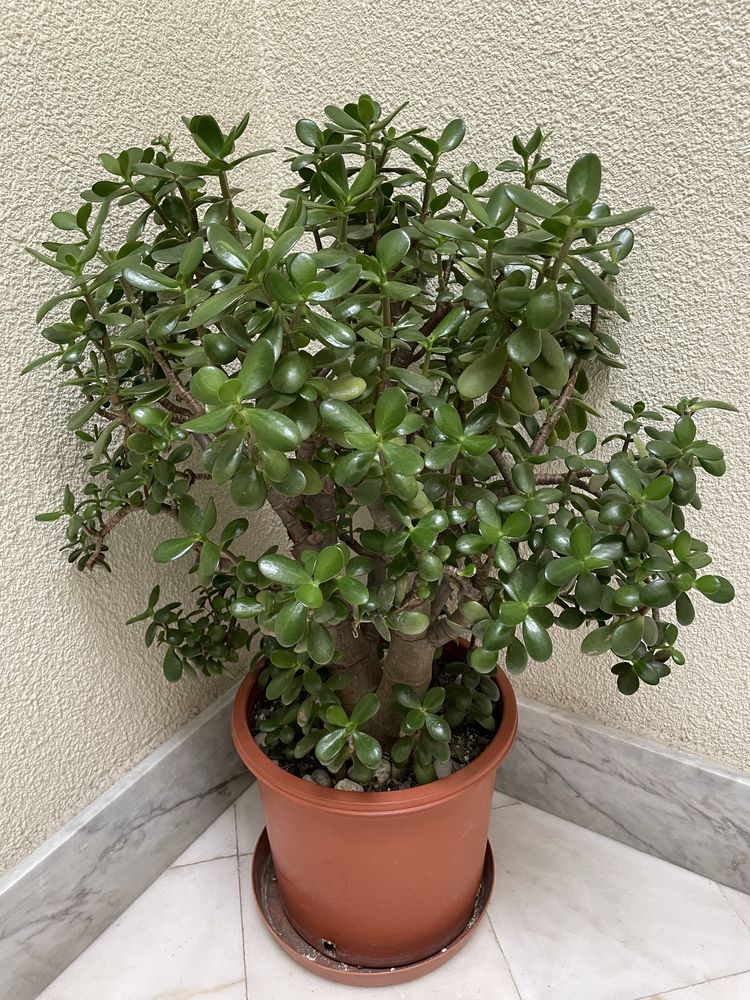 Suculenta planta de Jade