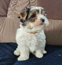 York pies Kobi Yorkshire terrier biewer rasowy samodzielny tricolor