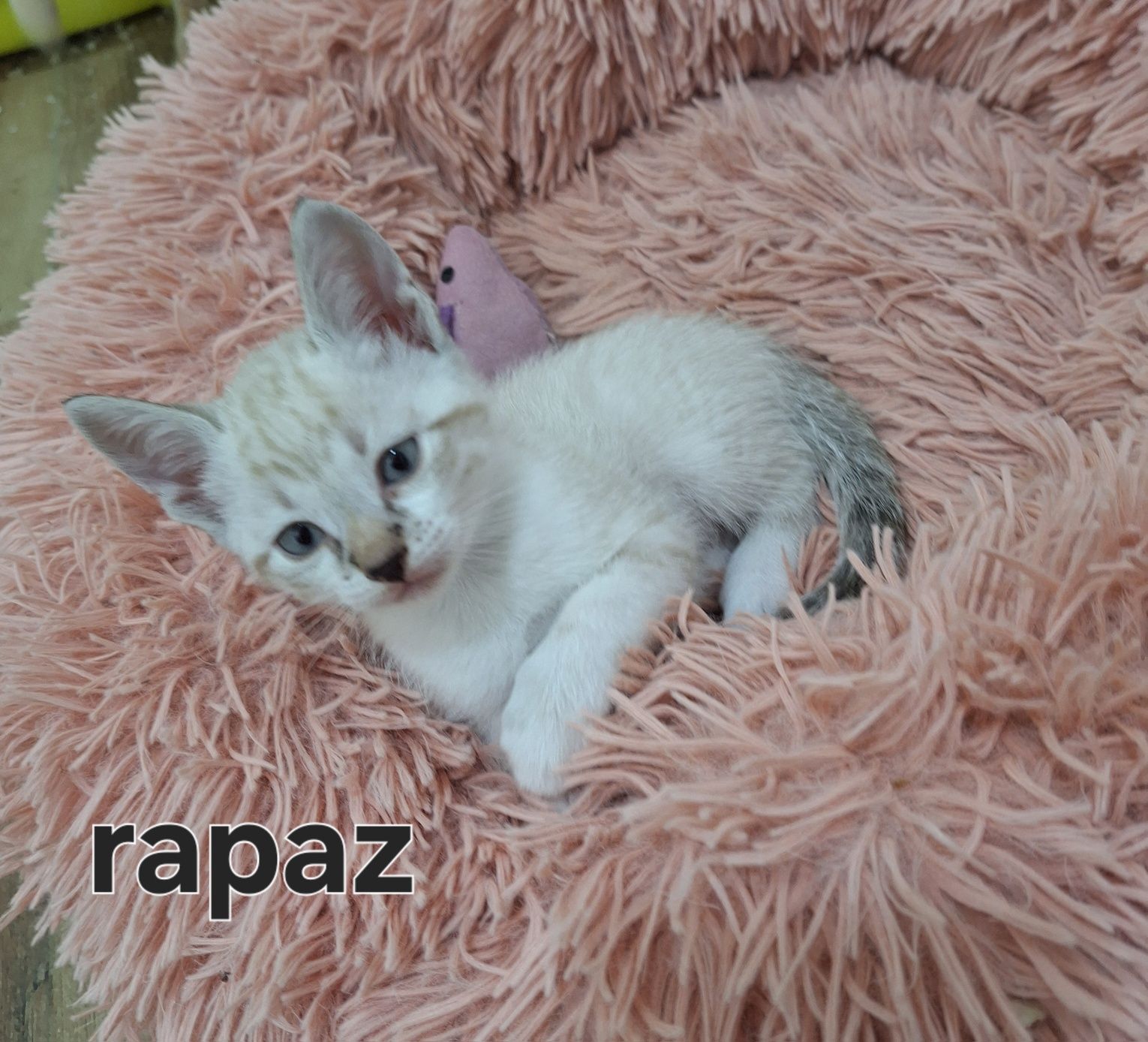 Gatinhos bebés adopção responsavel