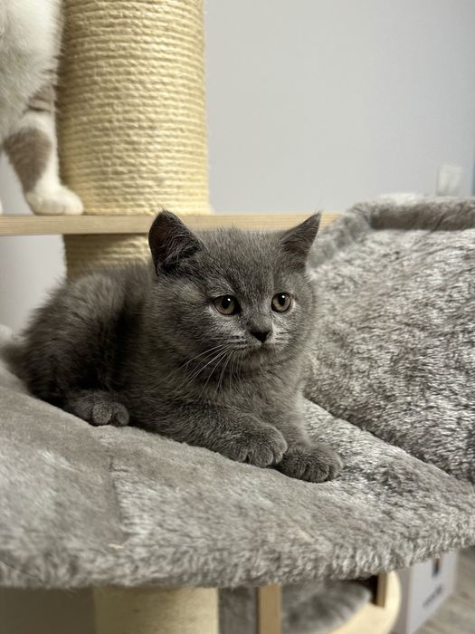 Kocurek Brytyjski FPL odbiór grudzień, kastracja w hodowli