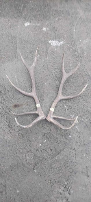 Рога оленя Благородного