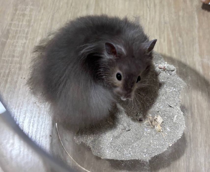 Хомяк Ангорський Нереальний красень хомячок Хомяк