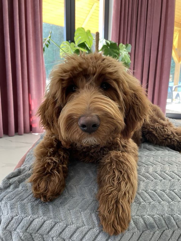 Labradoodle F3b chłopczyk