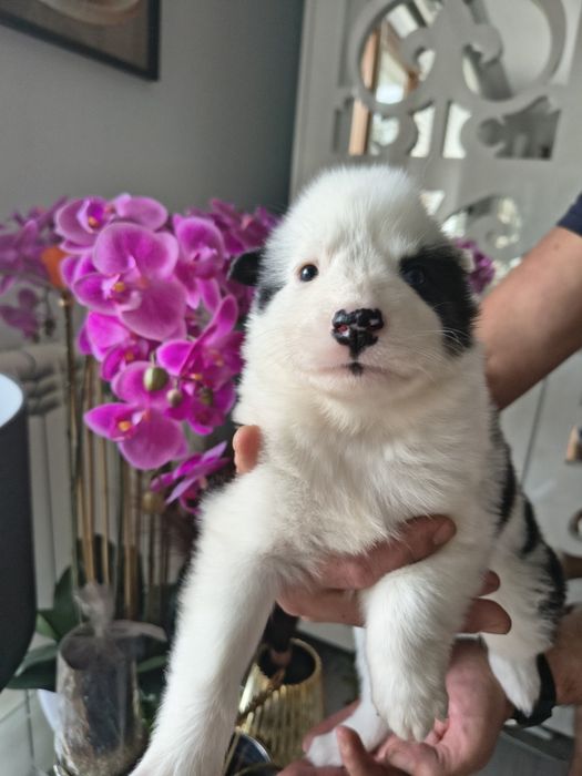 Atena łajka jakucka FCI metryka chip umowa wyprawka