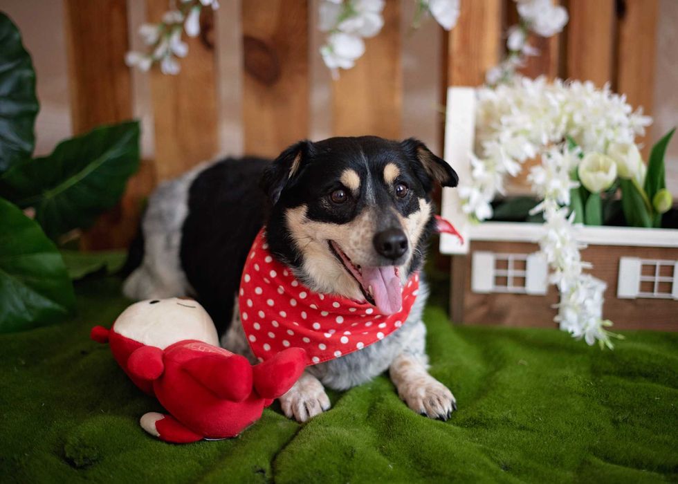 Sympatyczny, maleńki kierownik Gutek szuka miłości na zawsze.