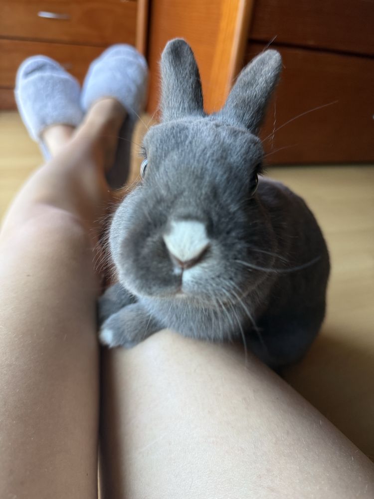 Casal de coelhos
