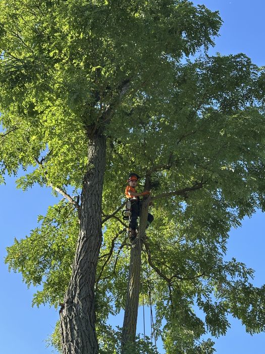 Зрізати дерево, зпиляти дерево