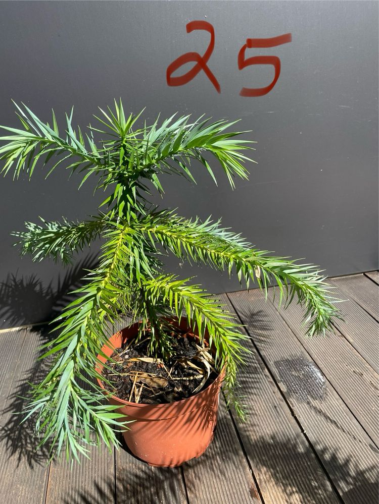 Planta Araucaria Angustifolia