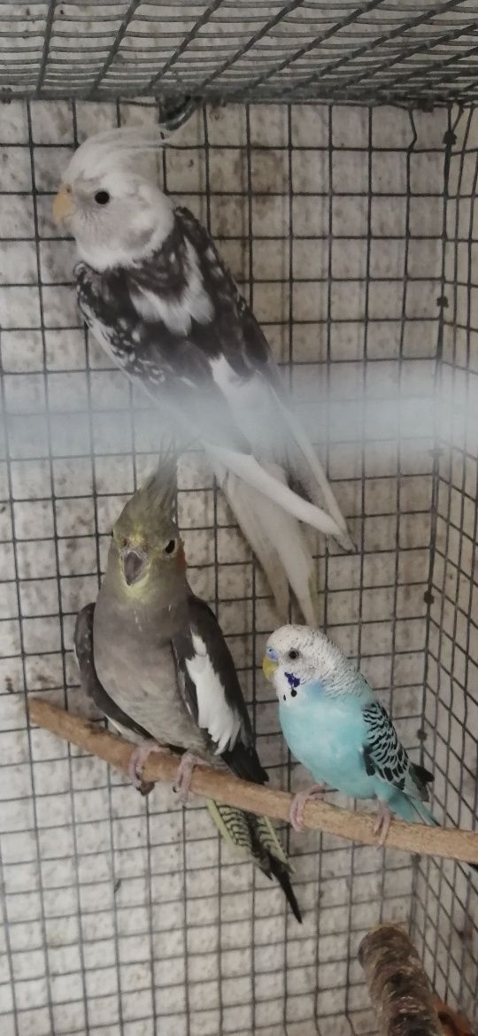Casal de caturras reprodutor com gaiola