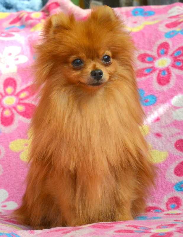 Szpic Miniaturowy Pomeranian MINI suczka ZKwP FCI rodowód