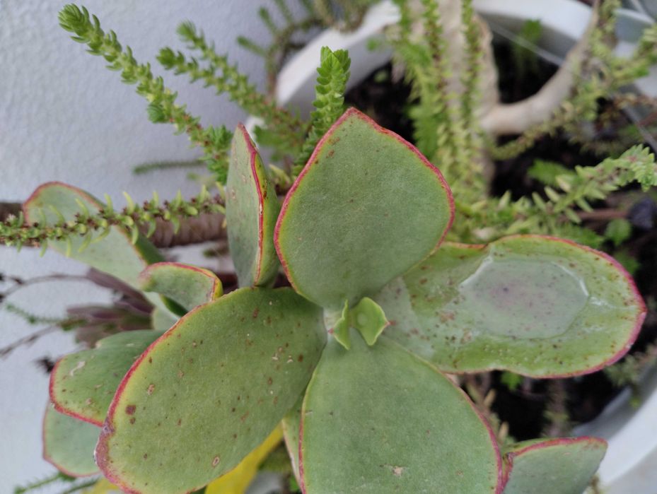 Lindas Suculentas a 1€