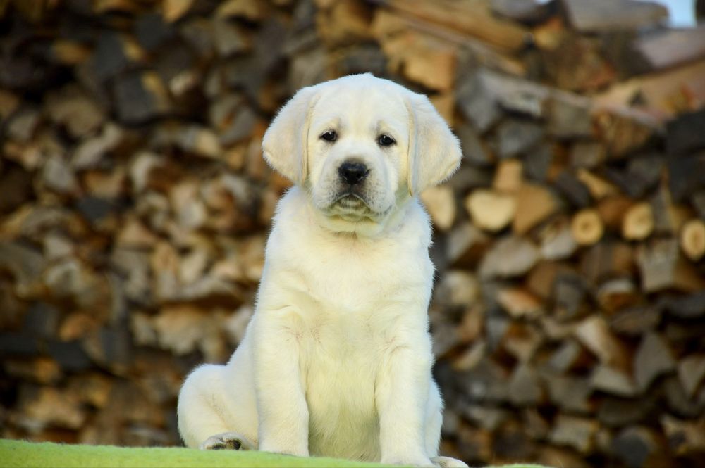 Цуценята лабрадор ретривер від титулованних батьків!