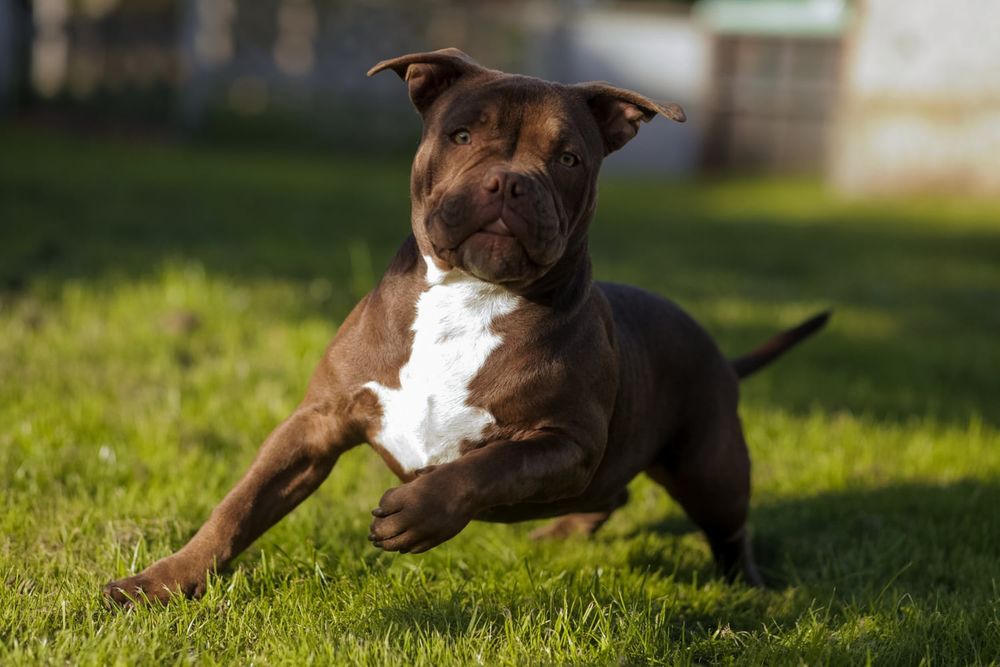 American Bully Pocked suczka ABKC