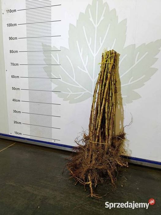 Sadzonki malin jesiennych