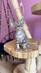 Devon rex Jojo kocurek