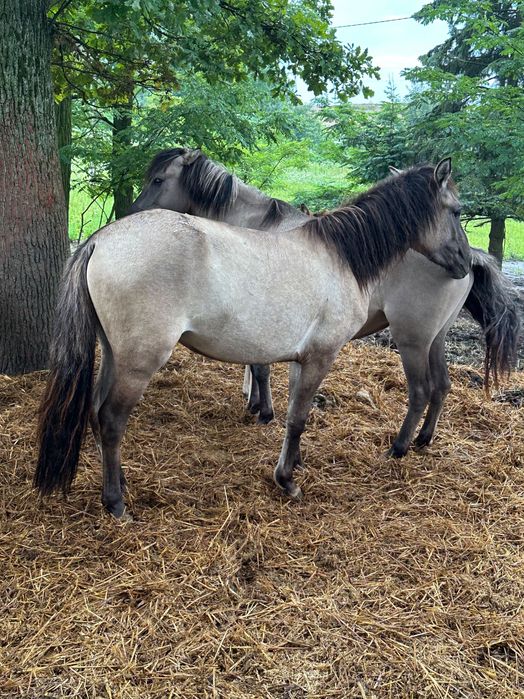 Klacze zaźrebione Arabem
