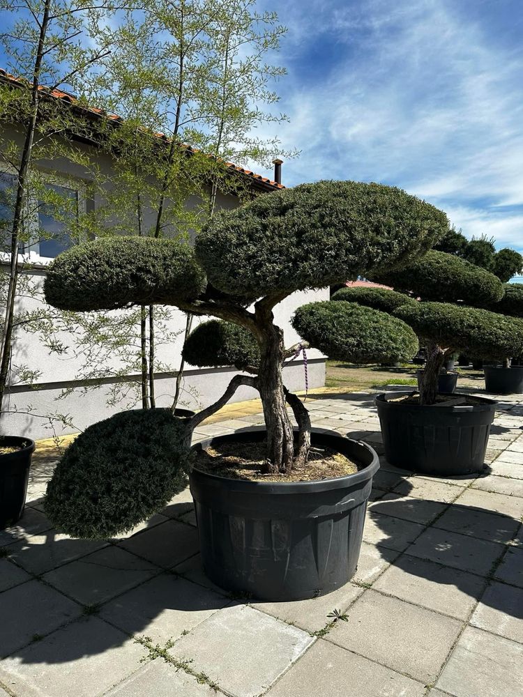 Bonsai-Niwaki formowane sosna cis jałowiec. Laurowiśnia jodła szmaragd