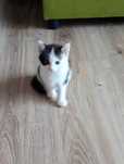 Gato en adopción