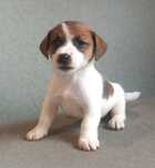 Jack Russell Terrier- piesek gładki FCI