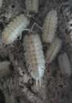 Porcellio spinicornis white gold prosionki ekipa sprzątająca