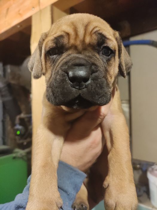 Came Corso zapraszamy do rezerwacji