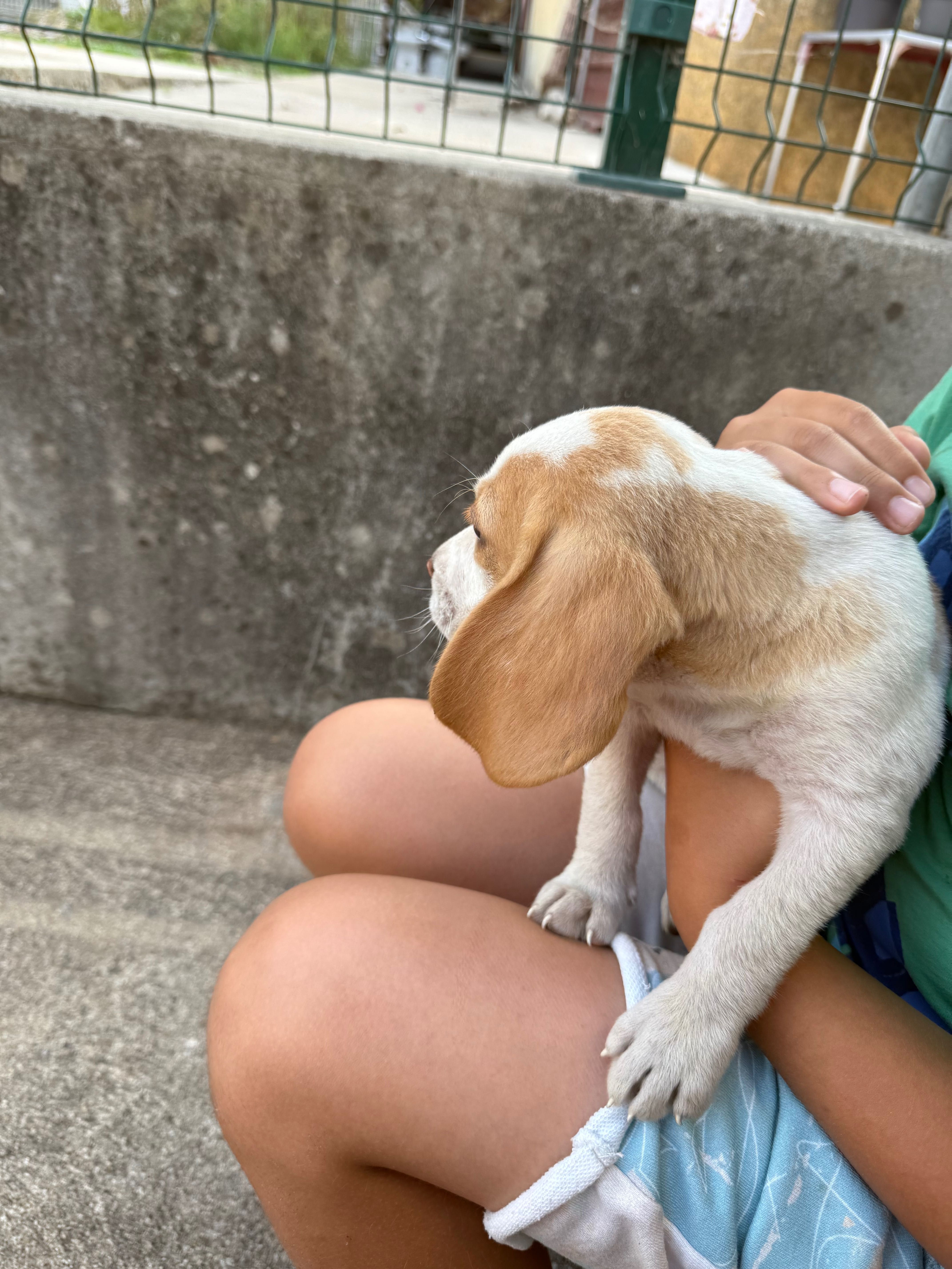 Beagle muito divertido
