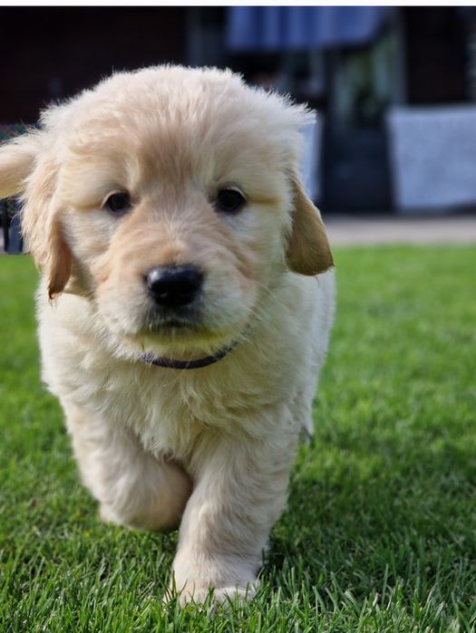 Szczeniak Golden Retriever zkwp fci