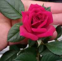 Роза малиновая комнатная троянда цветы растения горшечная