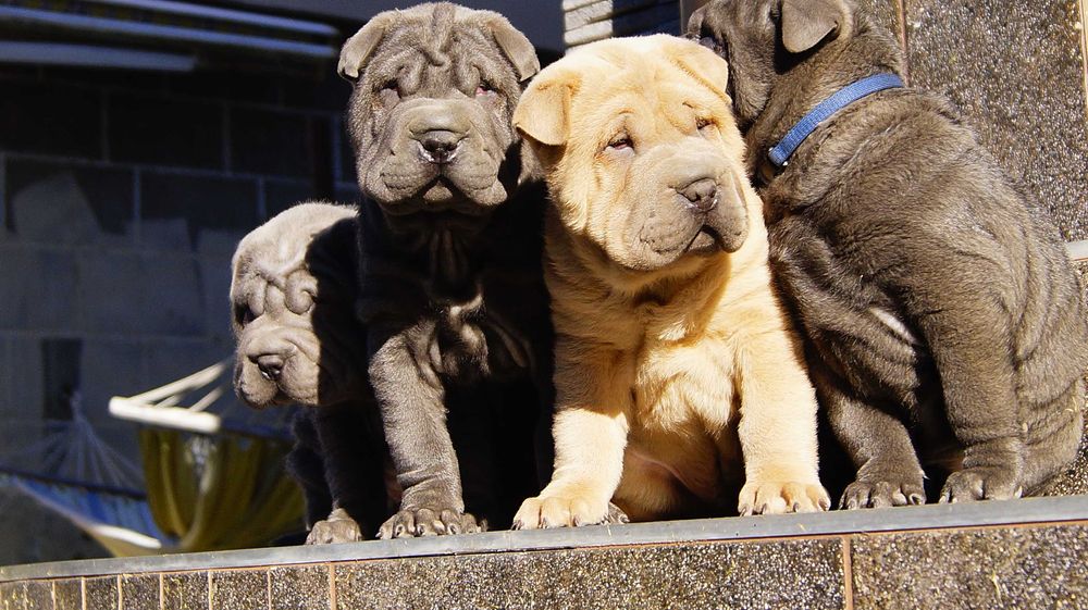 Shar Pei, blue samiec z rodowodem, rodzice importy FCI
