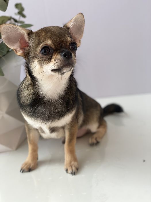 Чіхуа хлопчик гарнесенький
