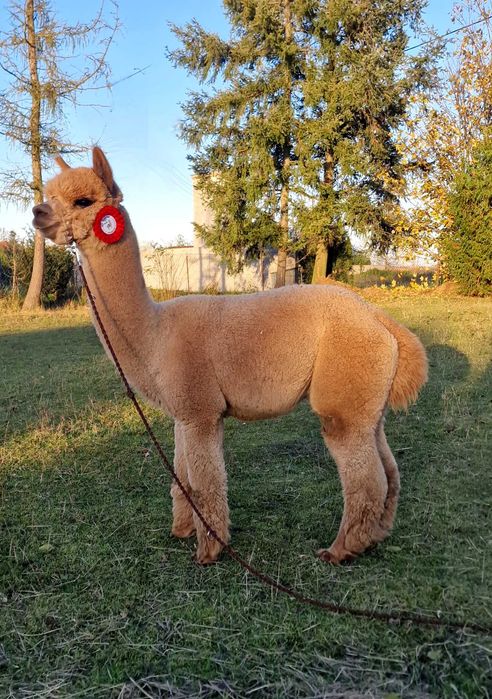 Alpaka samica biała z genem grey