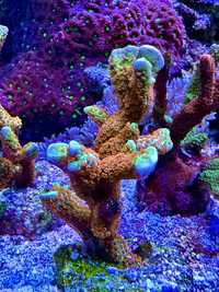 Koralowiec montipora Samarensis