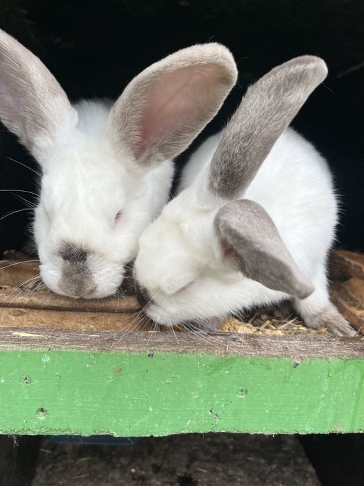 Króliki hodowlane!